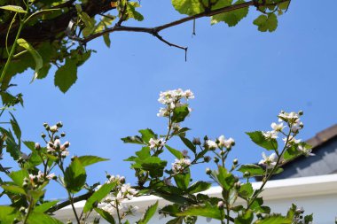 Olan elma ağaçlarının bahar beyaz çiçekler
