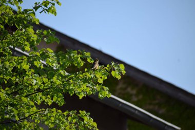 Doğanın güzel manzarası