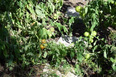 Bahçede yeşil domates