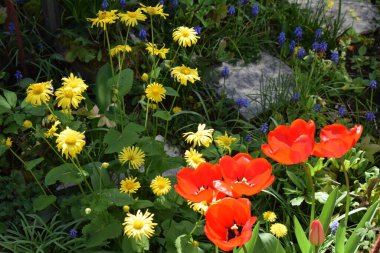 Bahçedeki güzel çiçekler