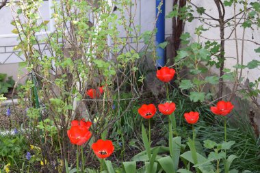 Bahçedeki kırmızı laleler