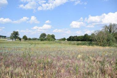 Bulutlu mavi gökyüzünün altındaki bir tarlada güzel bir çayır görüntüsü.