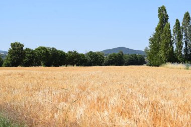 Kırsalda buğday tarlası.