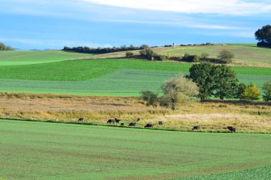 Mavi gökyüzü olan yeşil alan