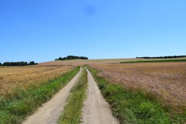 Buğday tarlası olan bir yol