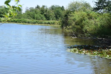 Doğanın arka planında güzel bir göl