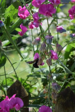 Güzel botanik fotoğrafı, doğal duvar kağıdı.