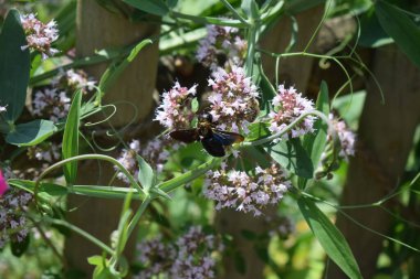 Bir çiçekteki marangoz arısı