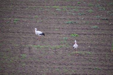Beyaz leylek tarlada