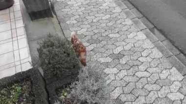 Ağaçtaki genç bir kedinin yakın plan fotoğrafı.