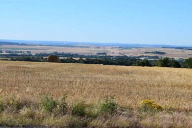 Ağaçlarla kaplı bir yaz manzarası