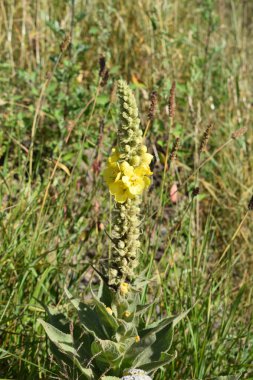 Bahçedeki güzel çiçekler