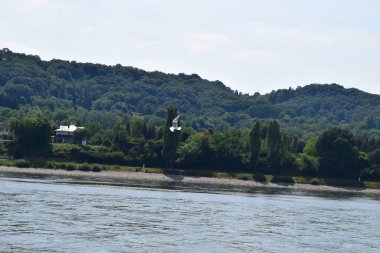 Almanya 'nın Ren Vadisi' nde Bad Salzig kasabasının manzarası