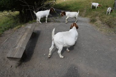 goats grazing on the grass clipart