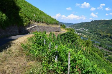 Mosel 'deki üzüm bağlarının manzarası