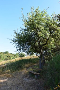 Ormanda ahşap bankı olan bir ağaç.