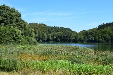 Nehrin yaz manzarası, yeşil çimenler ve orman.