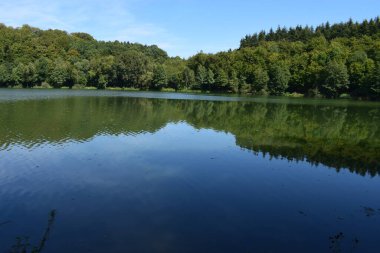 Ormanın güzel manzarası