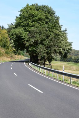 Ormanın ve ağaçların arka planında büyük bir ağaç olan boş bir yol.