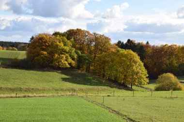 Alman Muensterland 'inde sonbahar ormanı