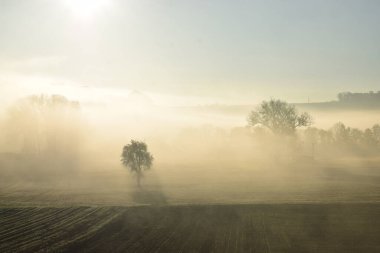 Sabah sisi ağaçların üzerinde.