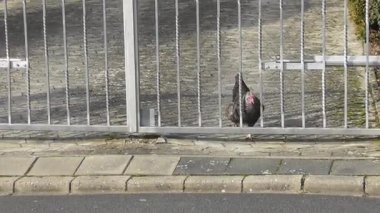 Siyah tavuk evin bahçesinde yürüyor.