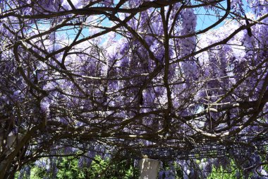 Bahçede mor çiçekler