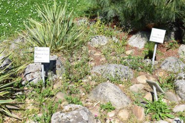 Yeşil arkaplanı olan güzel beyaz taşların yakın plan çekimi.