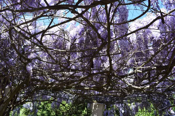 Bahçede mor çiçekler