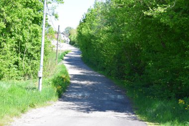 Ormanda yol