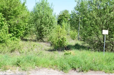 Yazın ormana giden yolda yol tabelası.