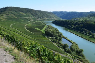 Moselle Nehri 'ndeki üzüm bağları