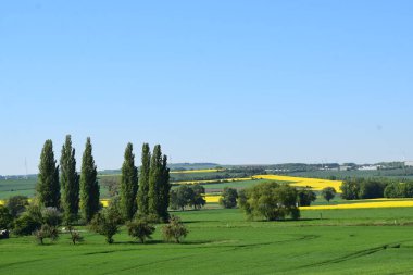 Ağaçlarla kaplı güzel bir yaz manzarası