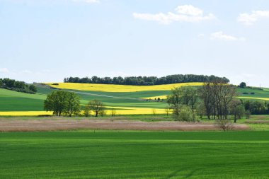 İlkbaharda çayırların yeşil alanları