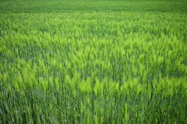 Güzel otları olan yeşil tarla