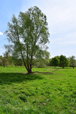 İlkbaharda ağaç ve tarla