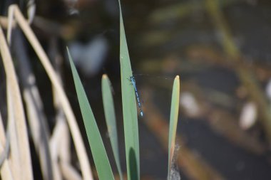 Mavi tüylü, yeşil yapraklı bir kız böceği.