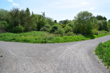 Ormandaki yol. Yol yeşil çimenler ve ağaçlarla kaplı..