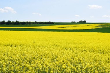 Yeşil çiçekli sarı tarla