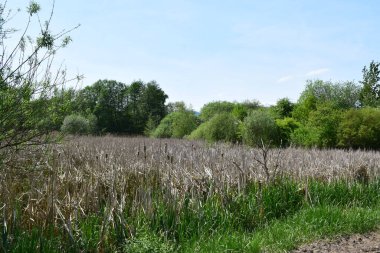 Yeşil çimlerle kaplı bir arazi ve mavi bulutlu bir gökyüzü