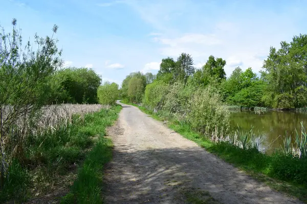Ormanda küçük bir nehir..