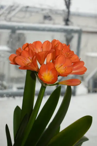 Bahçedeki güzel laleler