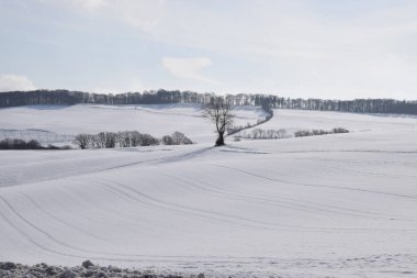 Beyaz karla kaplı ağaçlarla dolu güzel bir tarla.