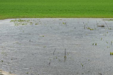 pirinç tarlalarına su damlaları