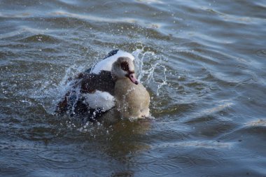 Gündüz gölde yüzen güzel bir ördeğin yakın çekimi.