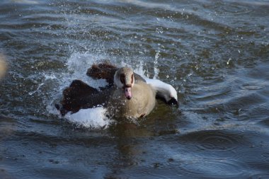 Nehirdeki vahşi köpek