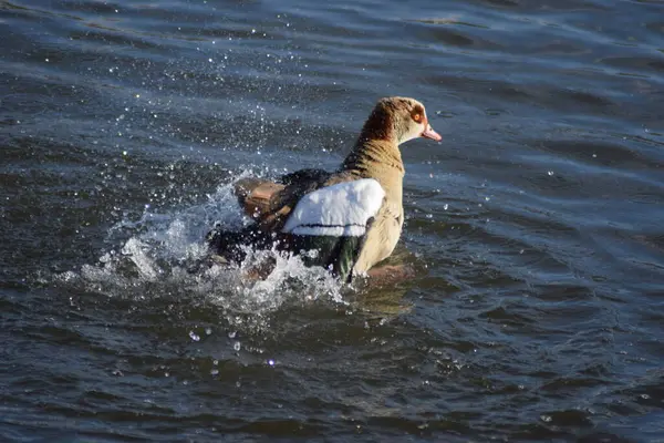 Ördek suda yüzüyor.