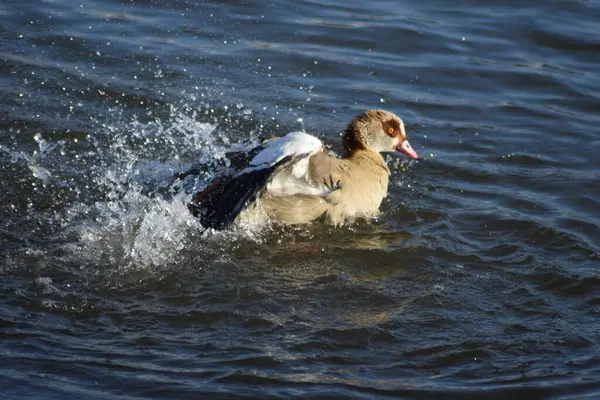 Ördek nehirde yüzüyor.
