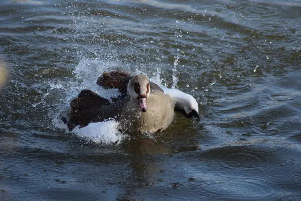 Nehirdeki vahşi köpek