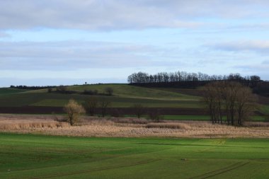Bir tarlası ve ağacı olan bir manzara.